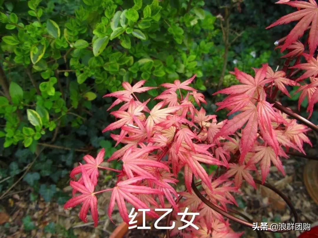 中式庭院藤类植物,枫树和紫藤