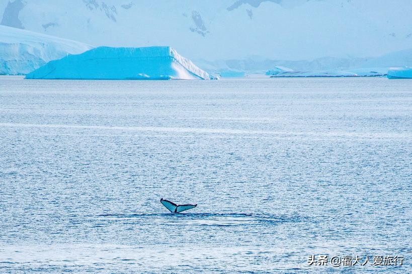 一生必去的南极，长期与世隔绝美景感人，中国游客：不虚此行