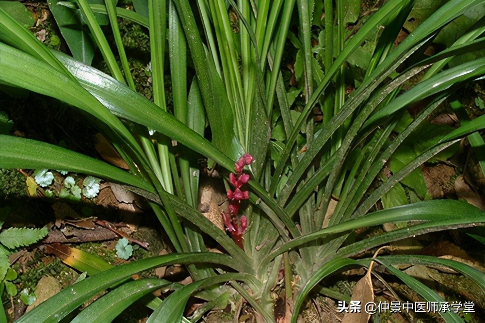 秦巴草药,秦巴中草药有哪些