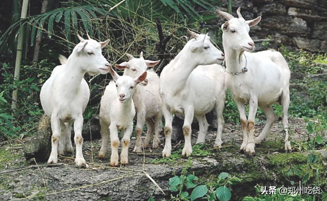 新年新气象，鲤鱼跃龙门！阿五新店3.0版本上线