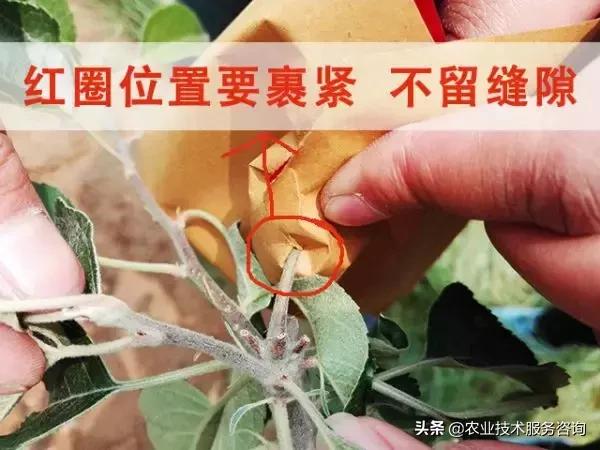 苹果膜袋快速套袋法,苹果套袋视频教程大全