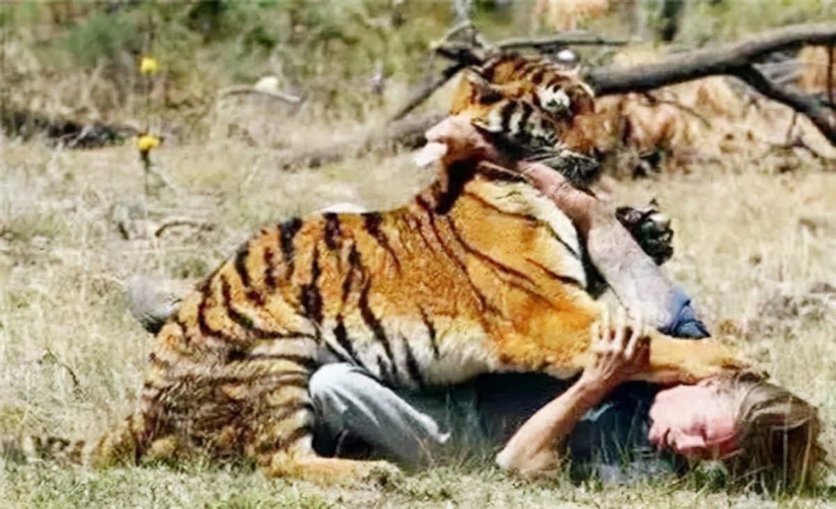 老虎咬死人事件真相,八达岭老虎咬游客事件