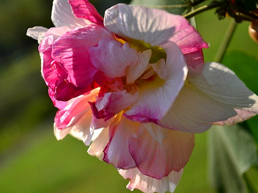 十月花神木芙蓉，凄美的故事打动了无数人，养护注意事项很多