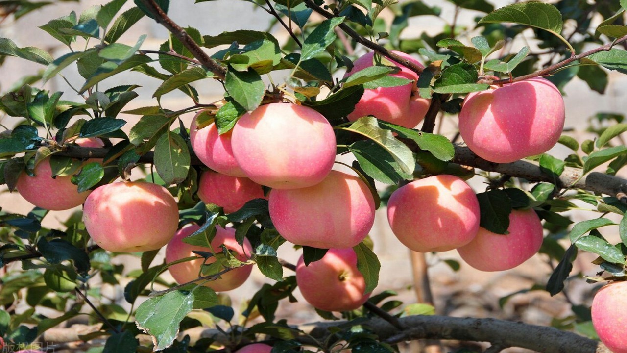 从星星之火到燎原之势视频,从星星之火到遍地开花