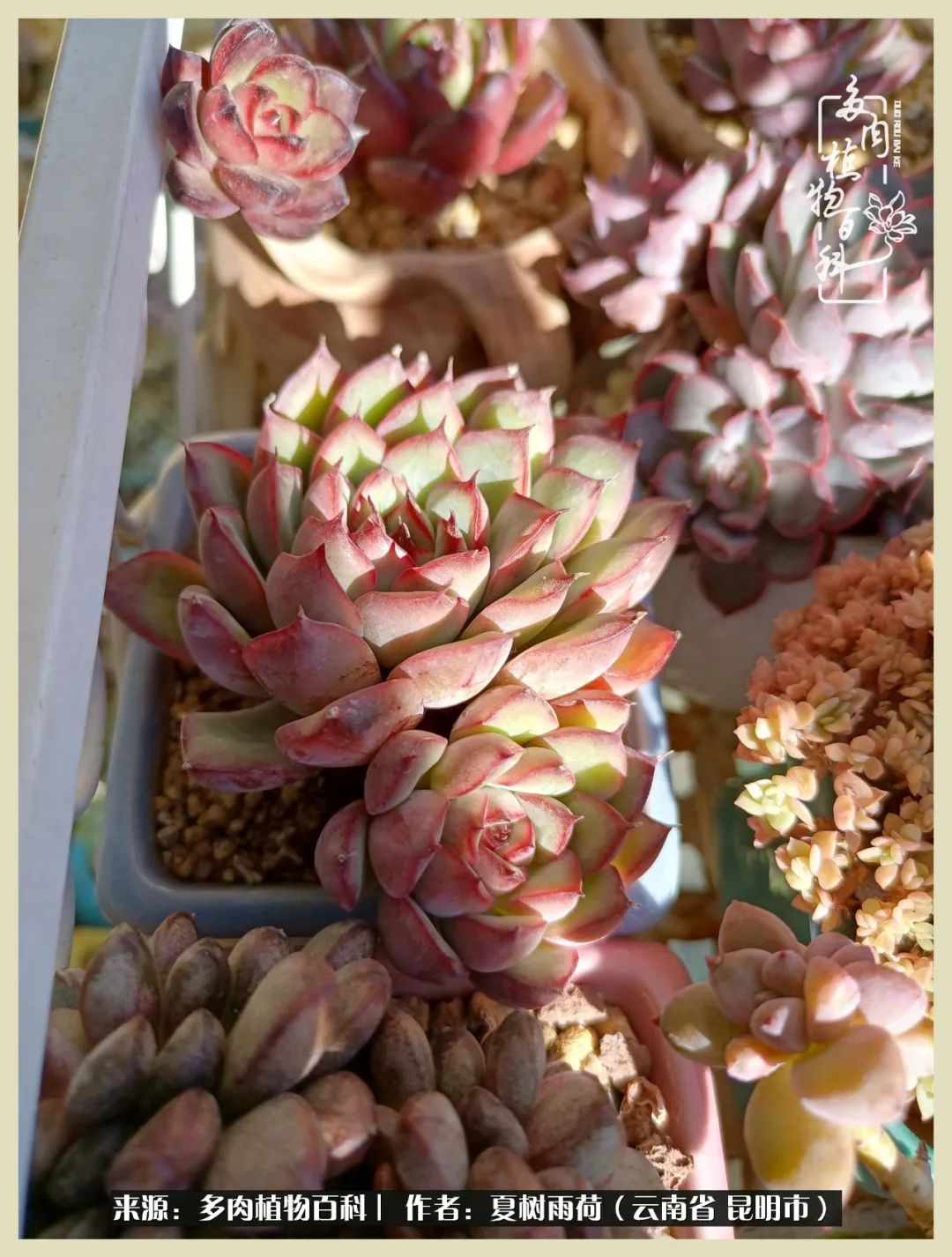 自从养了多肉有了窗台想要个阳台,养多肉10年多