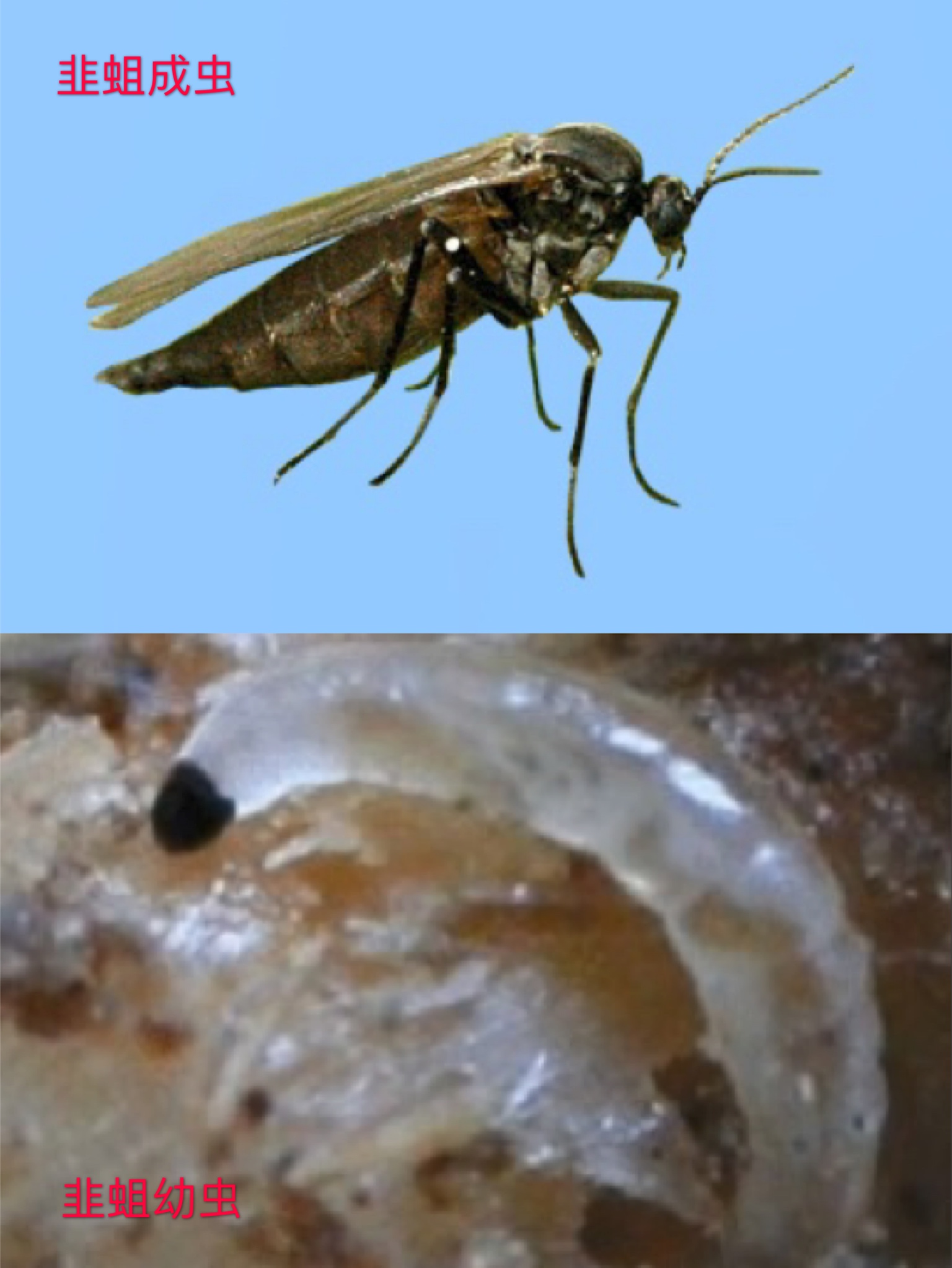 韭菜防治根蛆的最佳方法,韭菜根种植怎样防虫