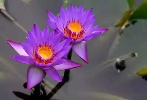 世界上十大鲜花排名图片,世界十大漂亮名贵花卉