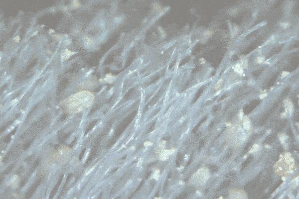 被子有异味家政阿姨教你去除方法,被子放久有异味怎么去除