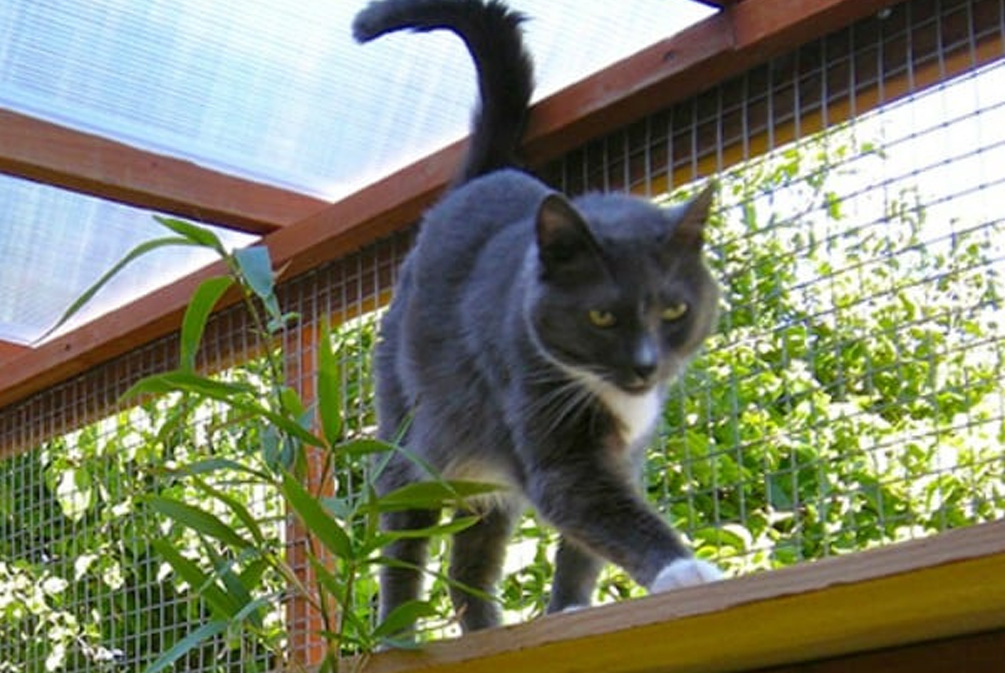 猫咪逃跑了找回来了怎么训,猫咪逃跑大概会躲到哪里