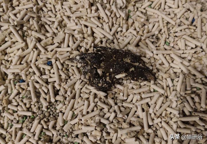 猫咪老是把屎踩的到处都是,猫咪踩屎在脚上