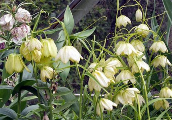 土贝母的功效与用量用法,土贝母药效与应用