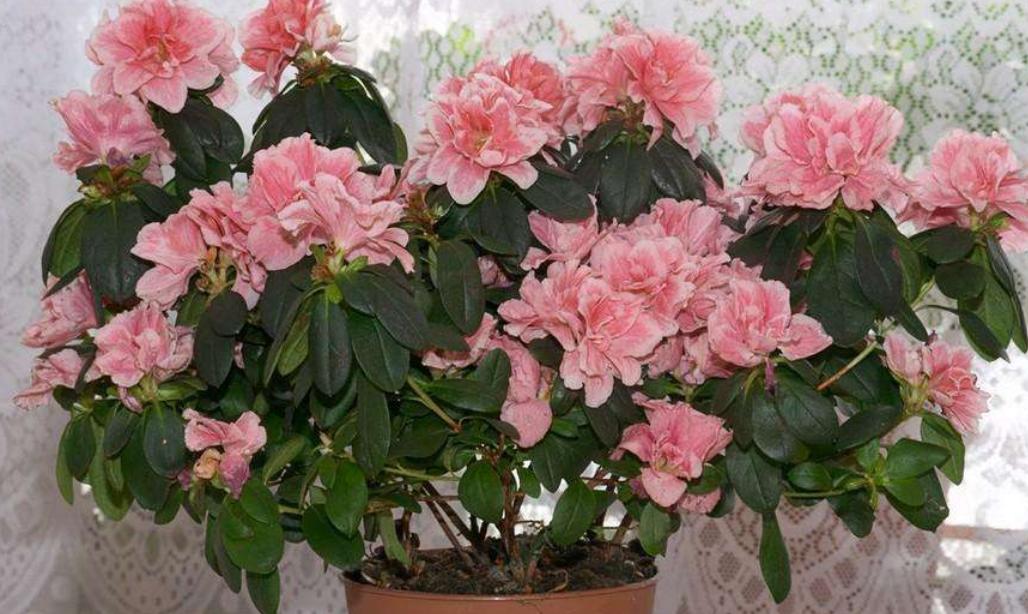 怎样判断杜鹃花黄叶原因,杜鹃花叶面黑斑怎么治