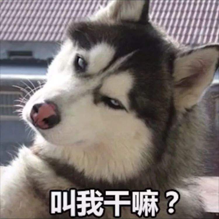 绝育狗狗多少钱,狗狗拆蛋做绝育