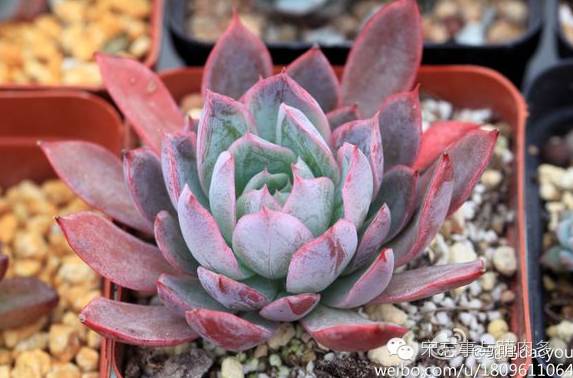 多肉月影系有哪些品种,月影系多肉品种大全