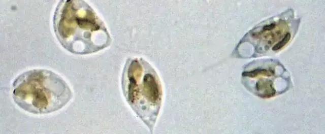 鱼类水产养殖需要哪些藻类,水产养殖显微镜下各种藻类