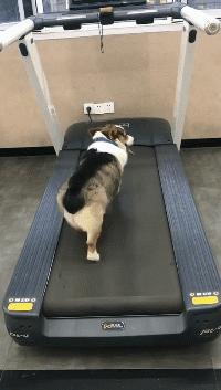 搞笑gif趣图妹子快现出原形吧,搞笑gif妹子你这发型挺别致