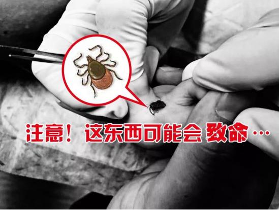 虫子叮咬引发疾病,虫子叮咬会得什么病