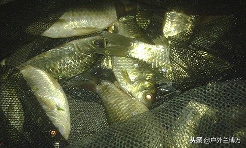 黑坑钓鲫鱼老鬼饵料配方大全,黑坑钓鲫鱼饵料配方大全上海