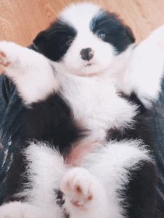 狗狗的宝宝,狗狗的宝宝日常