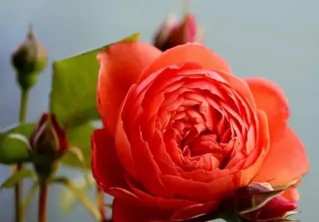 每天学习一点点——100种玫瑰品种科普