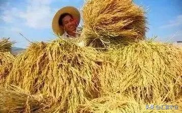 承包100亩农业土地国家有啥补贴,河南省农业土地承包补贴政策