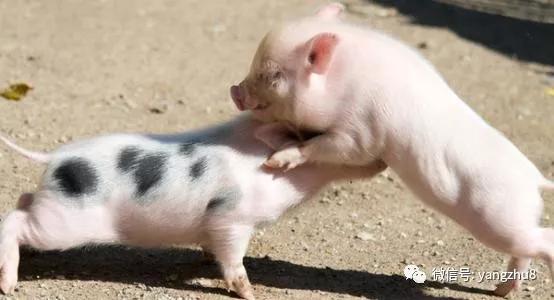 仔猪打架是怎么回事,仔猪打架用什么办法好