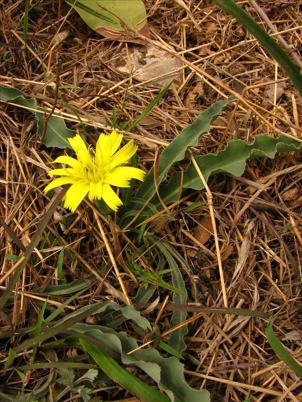野生路边菊图片大全,农村山上的那种黄色的野菊花