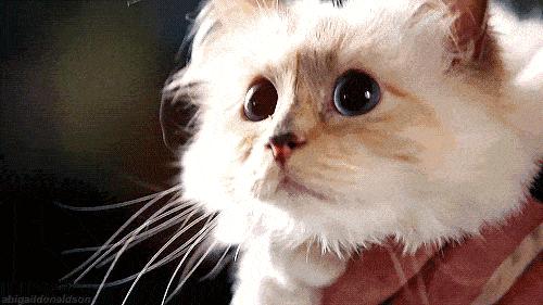 老佛爷的遗产真的由猫继承,老佛爷的所有家产最后留给了猫