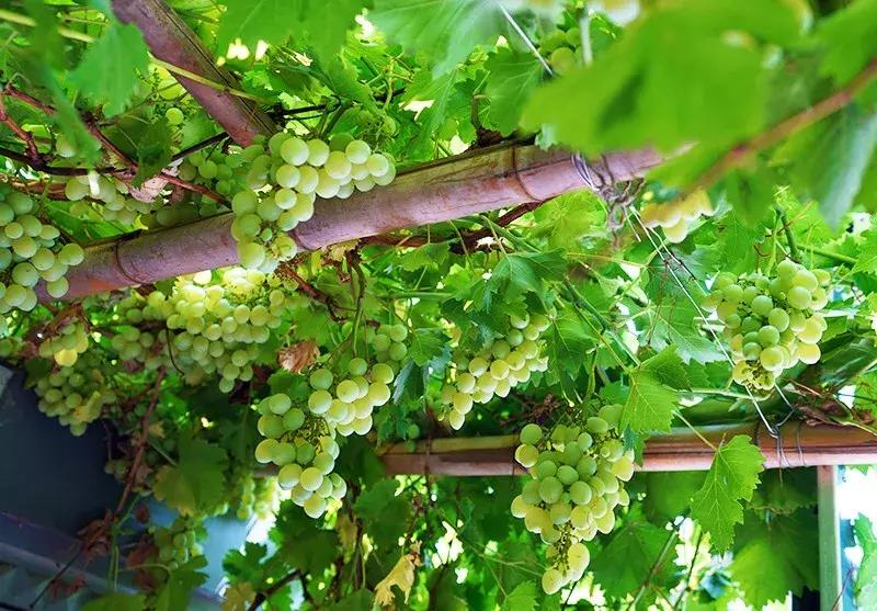 胡同里的日常生活,胡同里的北京生活