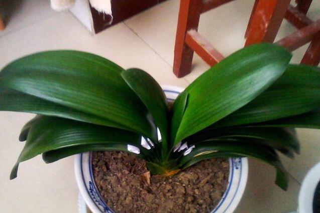 请问君子兰怎么换盆要注意什么,十年的君子兰换盆方法