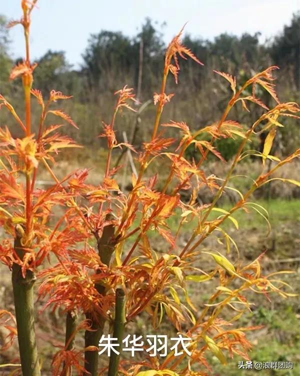 中式庭院藤类植物,枫树和紫藤