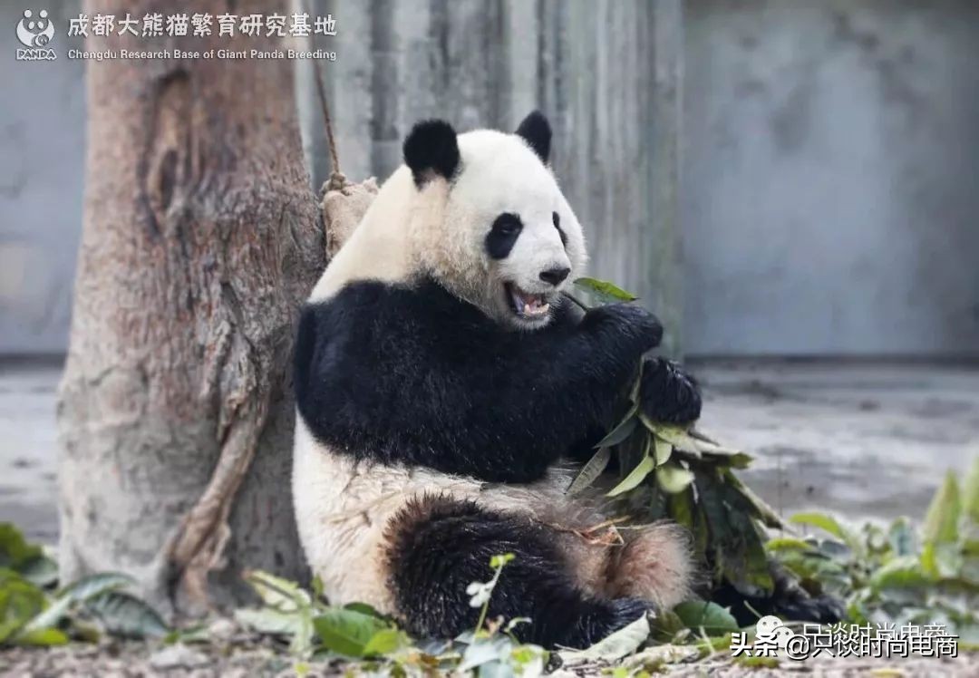 巴塔哥尼亚时尚单品,巴塔哥尼亚户外品牌属于什么档次