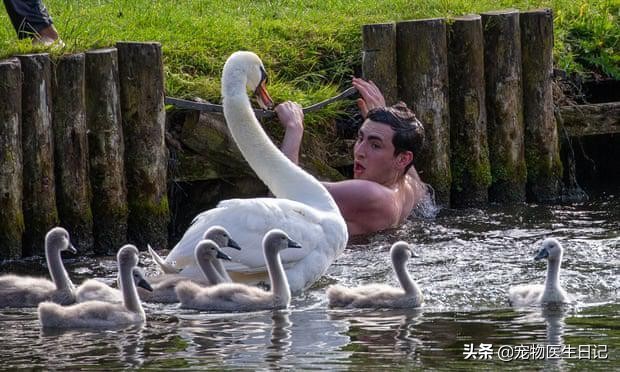 当“村霸鹅”前往英国，会不会有另一副景象？鹅：现在请叫我国霸