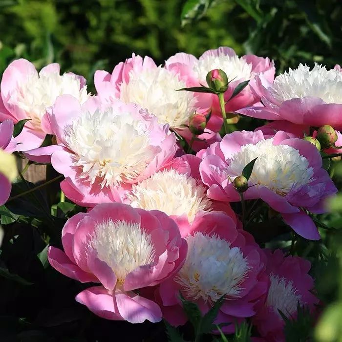 养花公认最美4种花满屋飘香,公认最好养的五种花