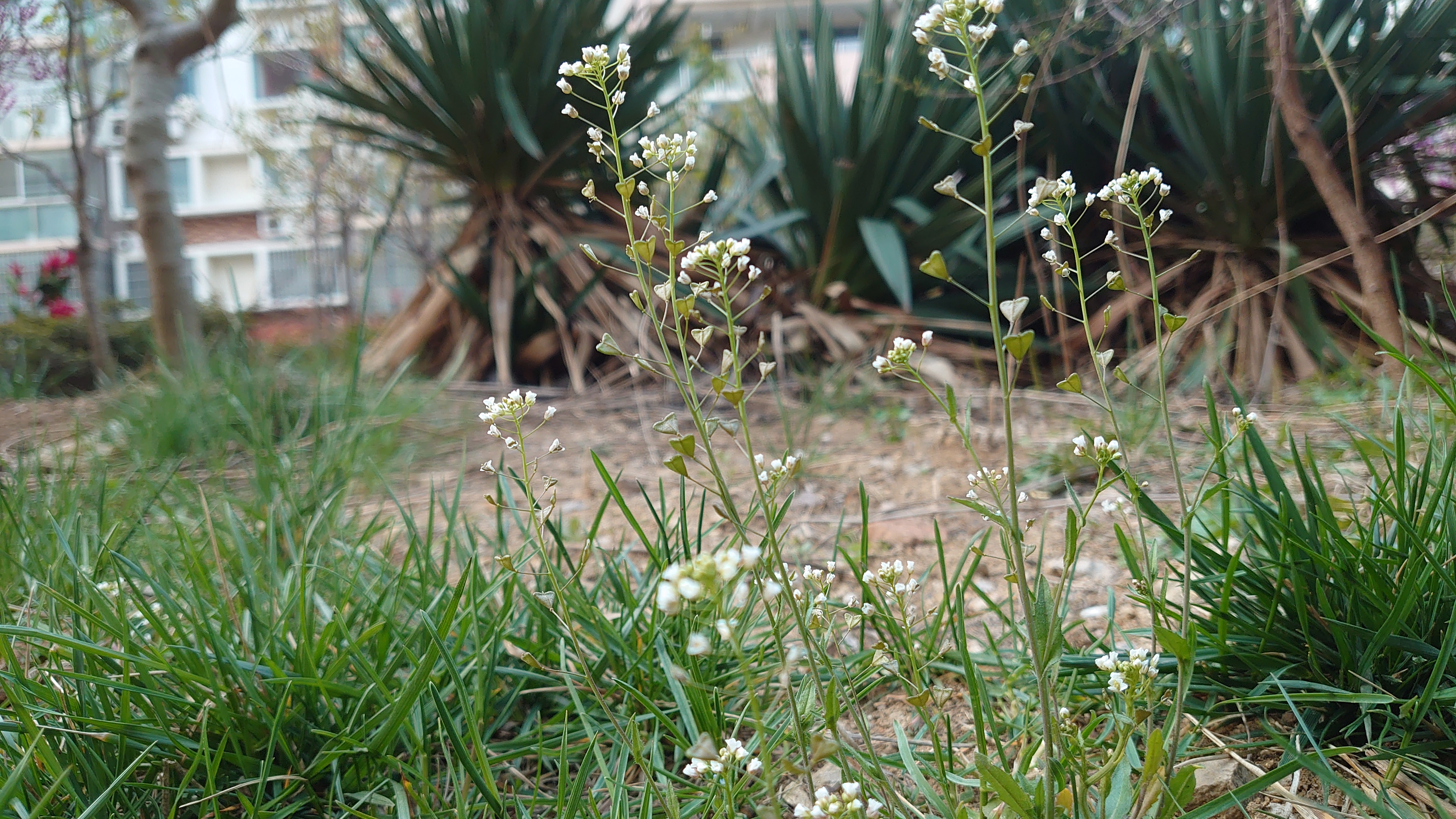 索尼微单手机xperia5i,索尼xperia5ii深度评测