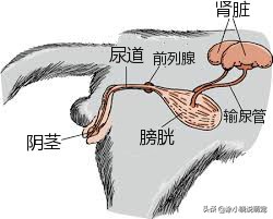 猫咪不排尿怎么办,猫咪不排尿怎么治疗吃什么药