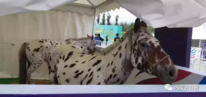 汗血宝马马术表演,汗血宝马蒙古马赛跑