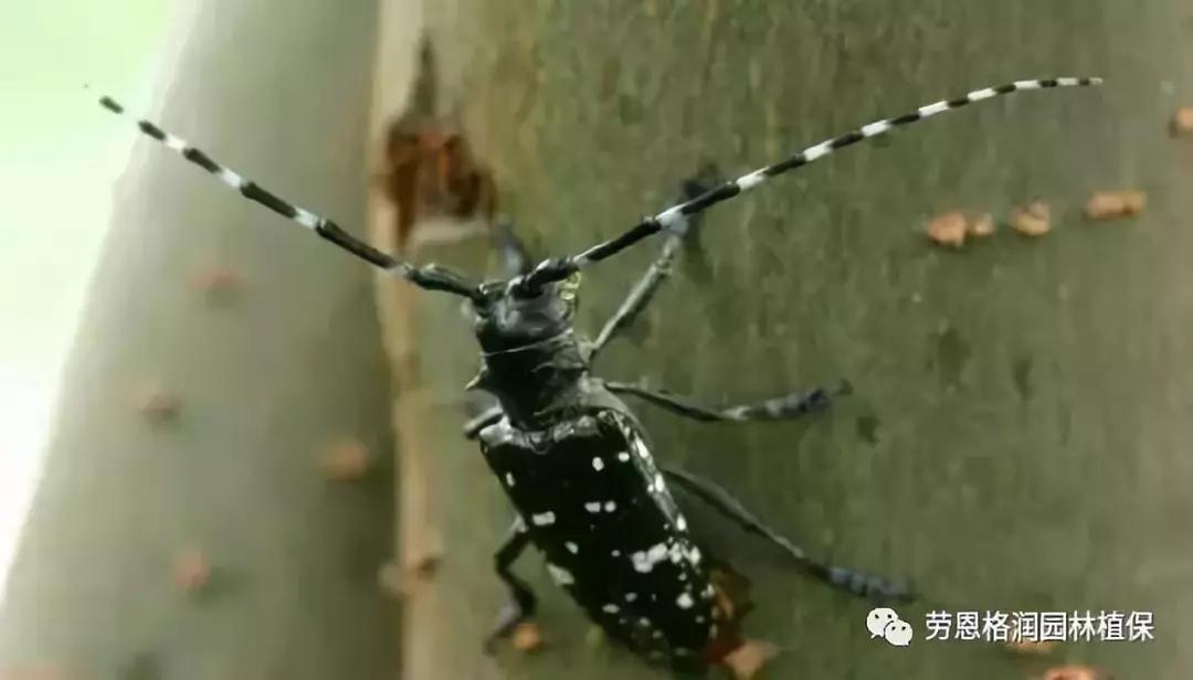 园林春季害虫的预防方法,常见园林害虫种类及主要特征