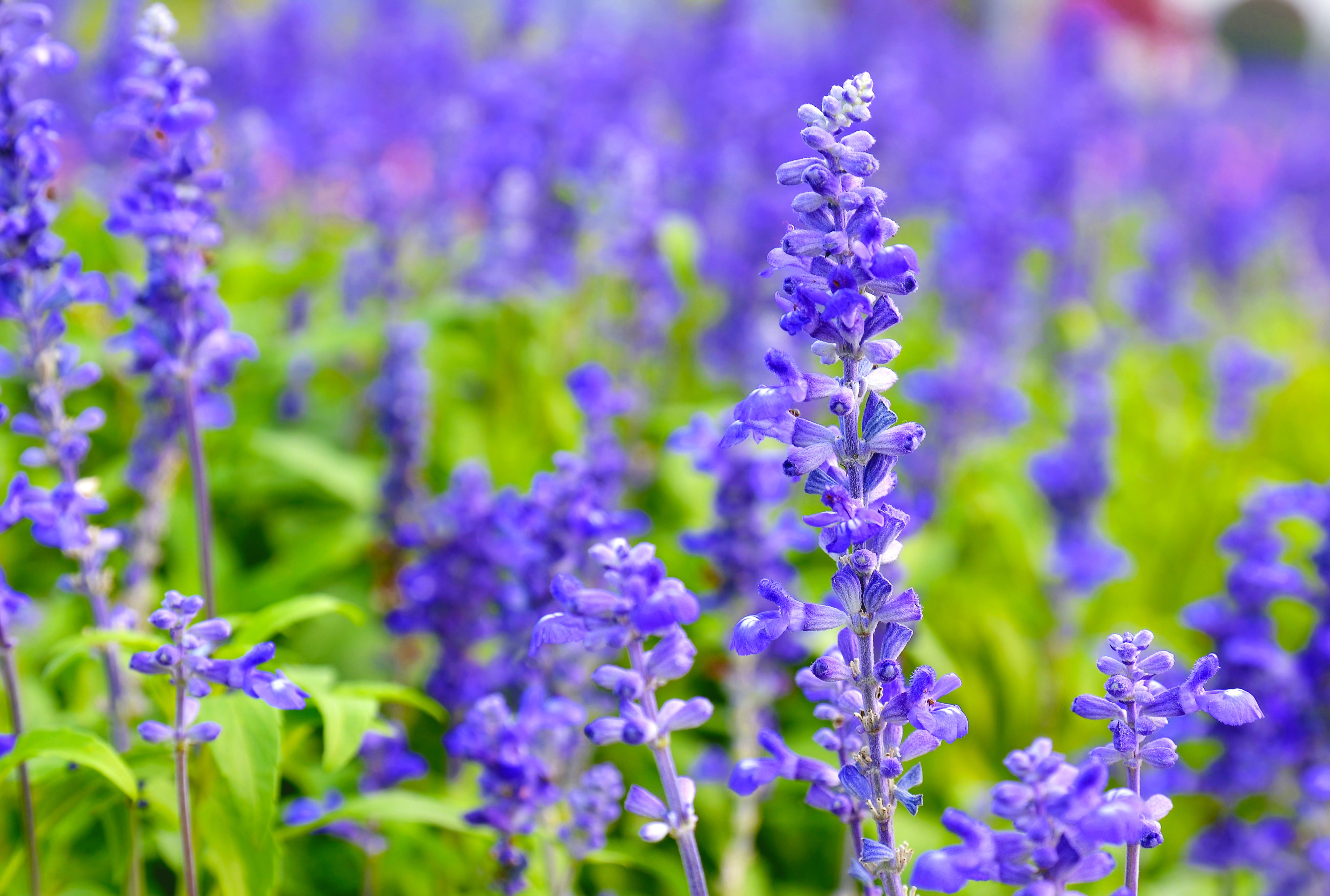 薰衣草庄园游玩,薰衣草庄园几月去最好玩呢