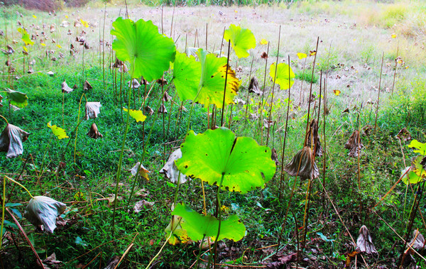鄱湖之秋,鄱湖之滨信江之畔余干