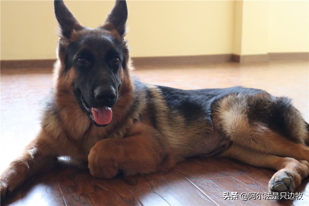 德牧讨人嫌,德牧为啥那么温顺