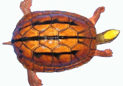 水陆两栖龟选什么龟,水陆两栖龟陆龟怎么区别