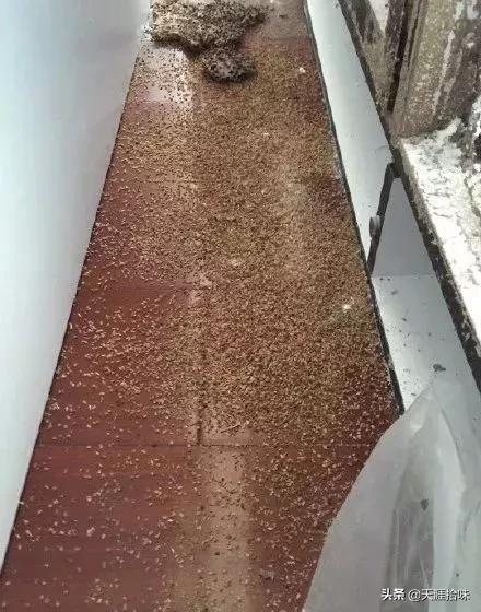 台风来了海岸上很多虫子,台风后出现的虫子