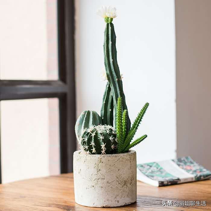 家里仙人掌开花了有什么预兆,家里仙人掌枯萎了