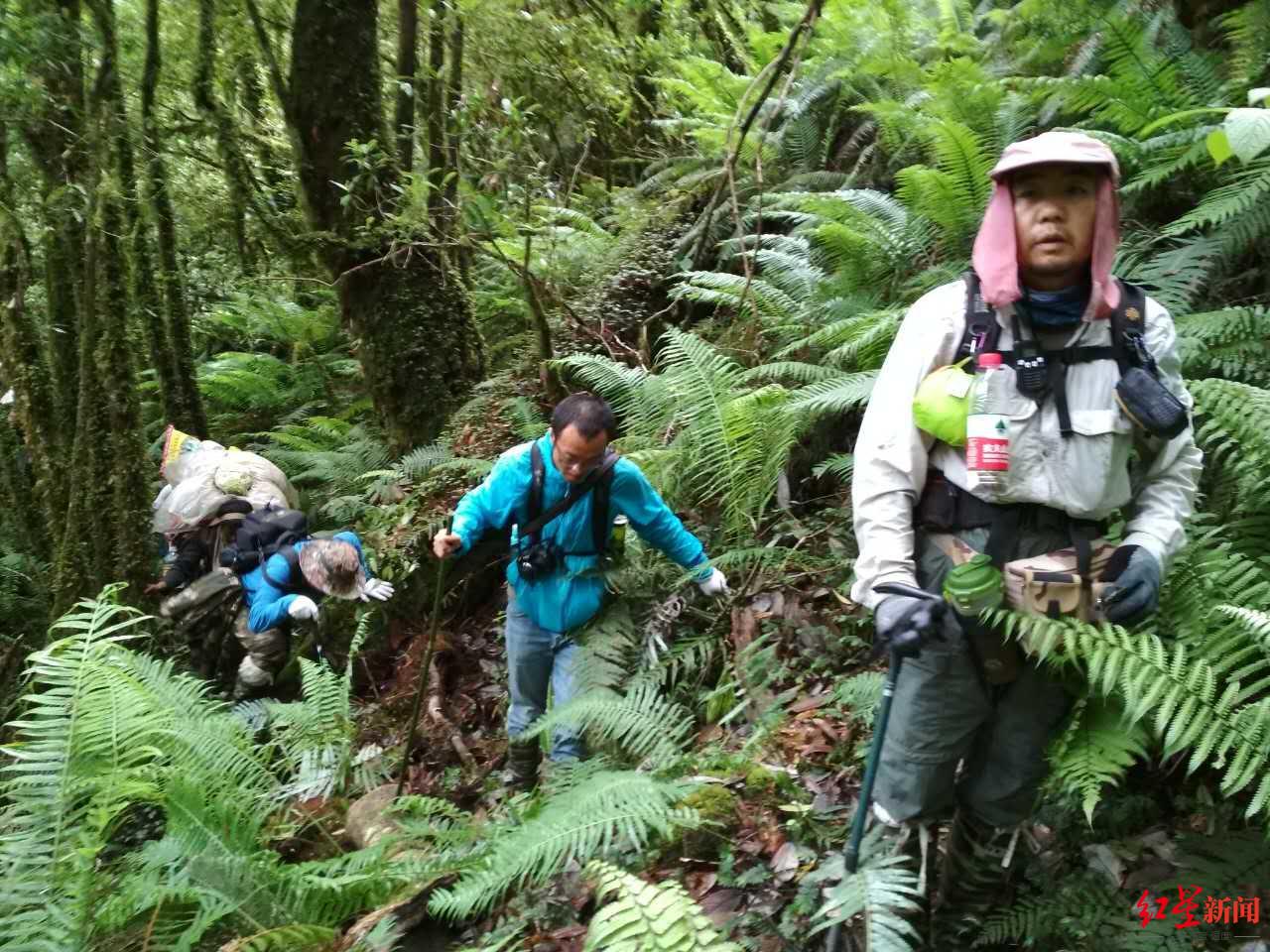 素贞环蛇与银环蛇哪个更毒,素贞环蛇与银环蛇哪种毒性更强