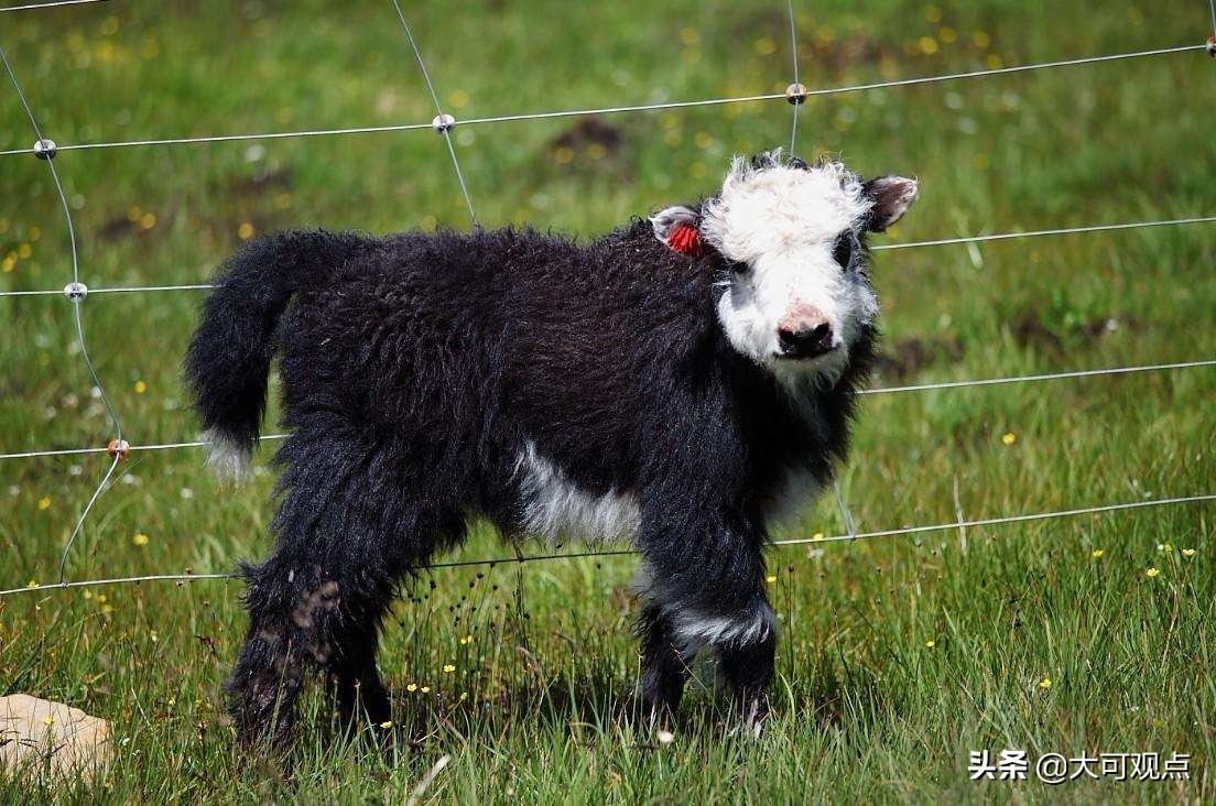 牦牛肉贵不贵多少钱一斤,网购牛腱子肉为什么那么便宜