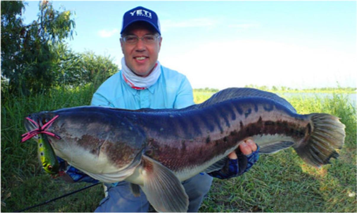 “蛇头鱼”在美国泛滥成灾，花费8亿美元治理，甚至不惜抽干湖水