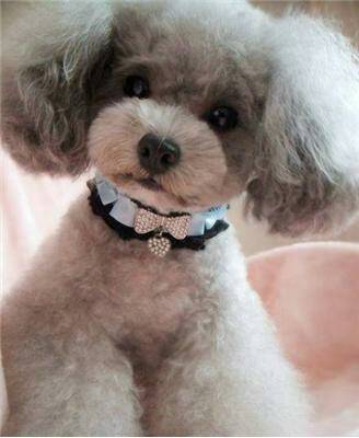 灰色贵宾犬为什么那么贵？网友直言：“水太深”了