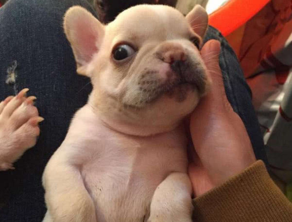 狗严重便秘拉不出屎怎么办,狗便秘最快的解决方法