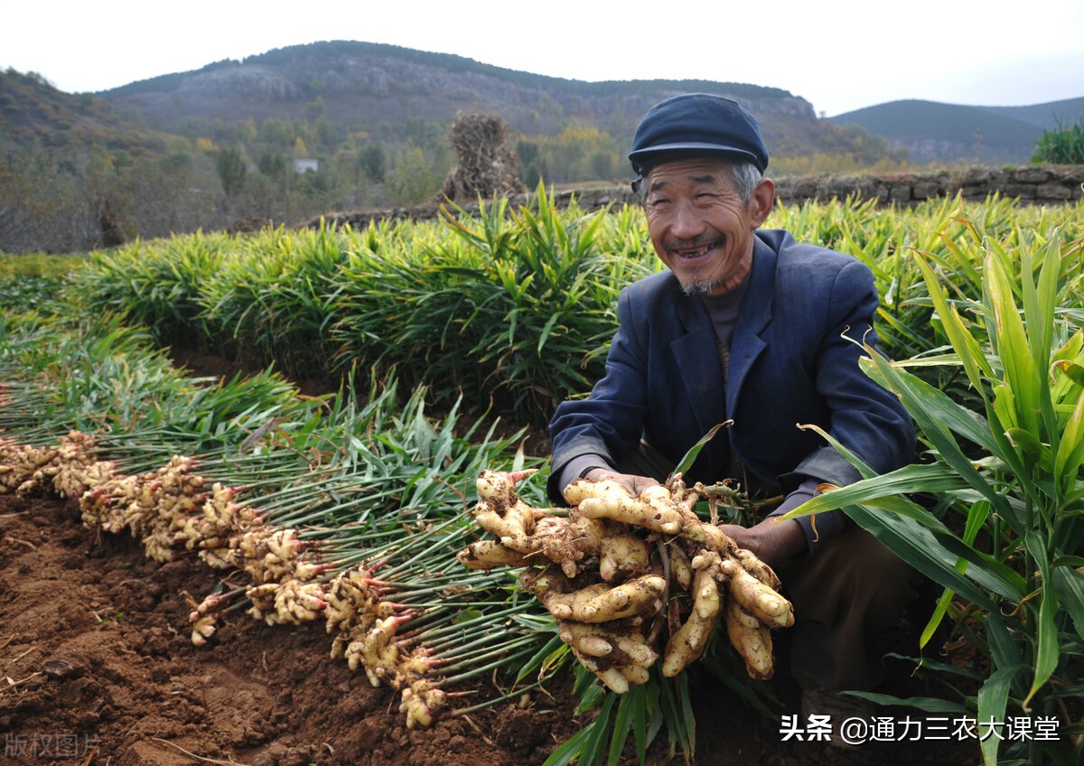 大姜种植技术和管理要点,大姜的种植和管理技术资料